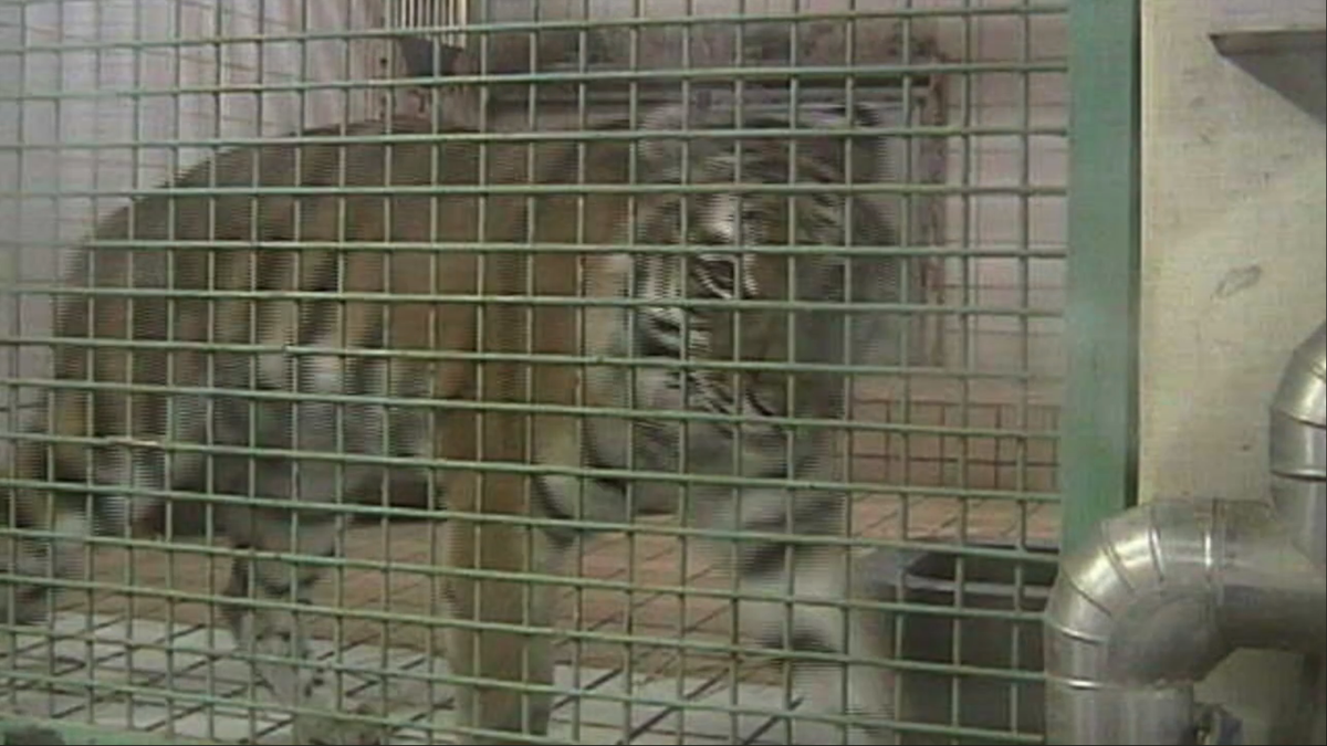 Surveillance Footage